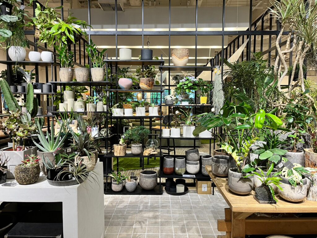 ACTUS やす 観葉植物 グリーン 鉢つき 